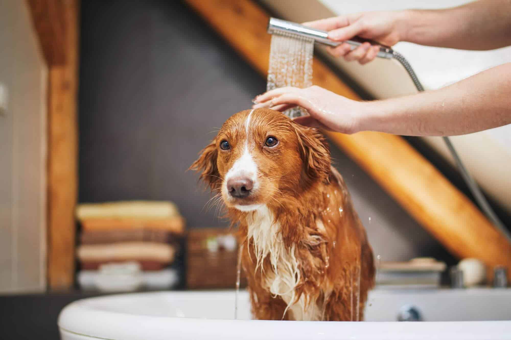 bañando-perro