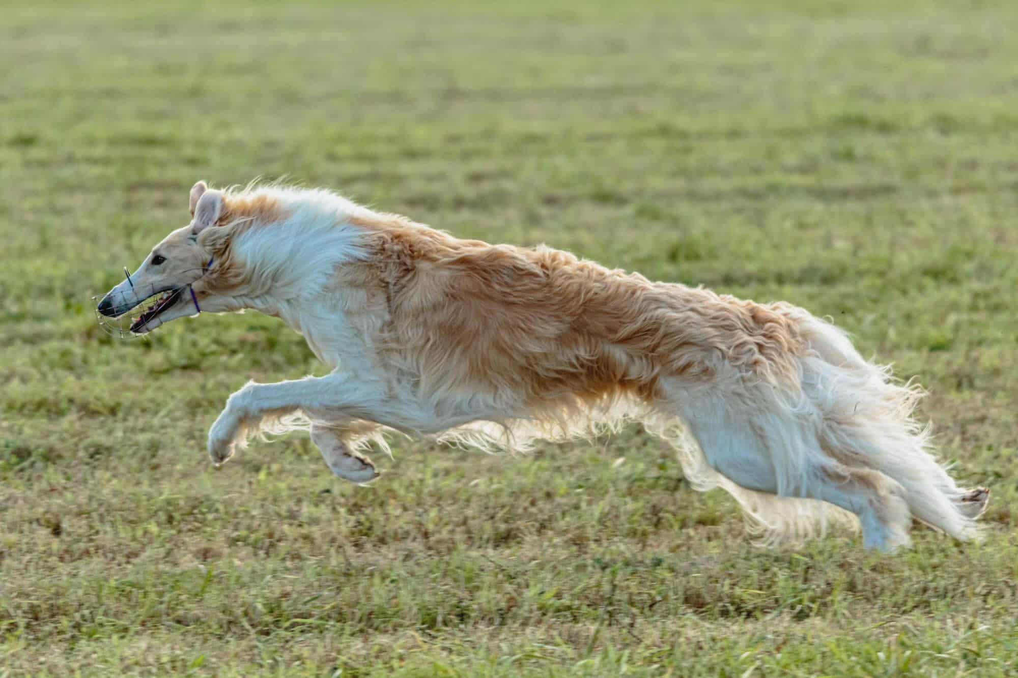 perro-borzoi-corriendo-persiguiendo-senuelos-campo