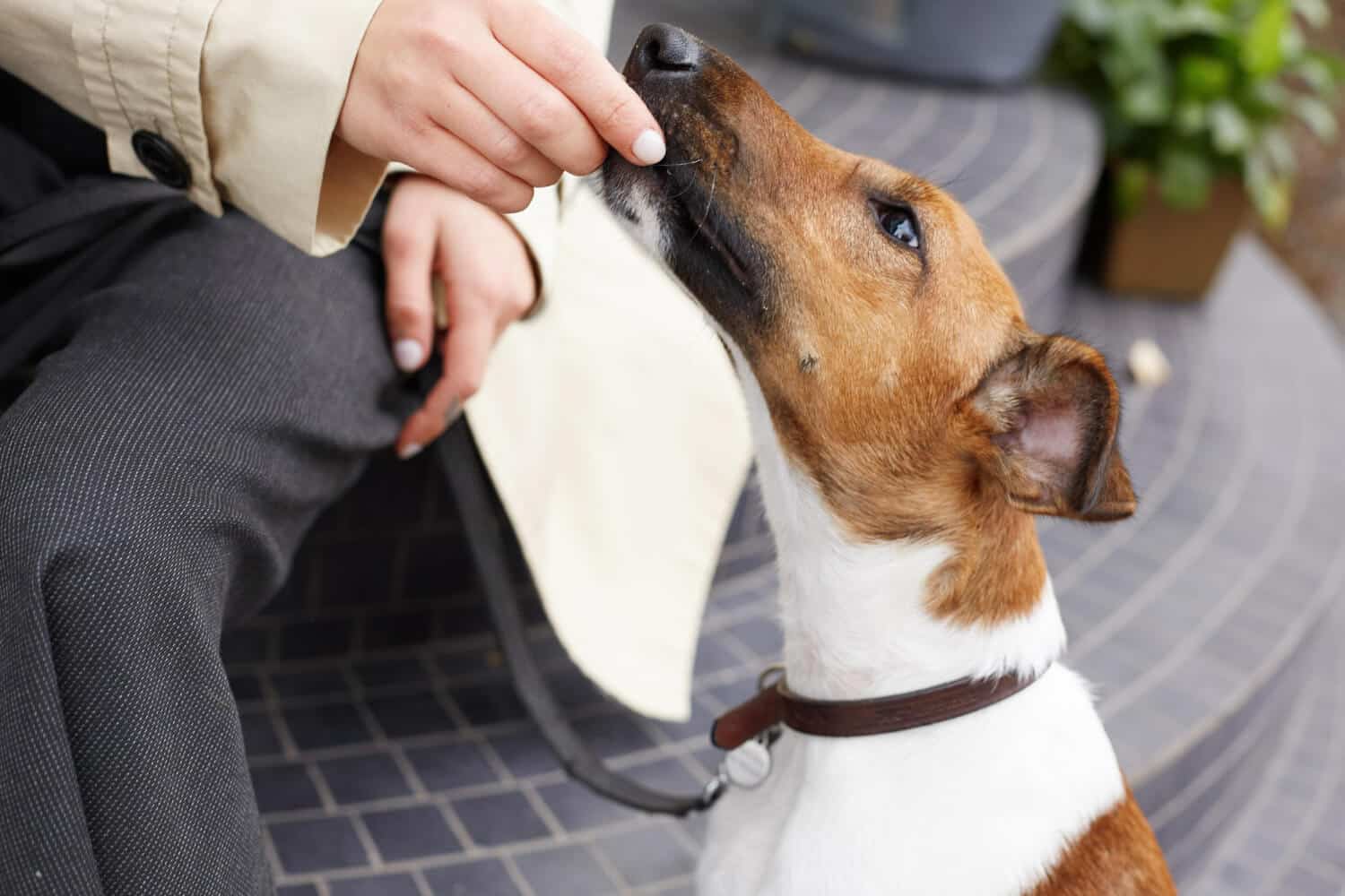 perro probiotico