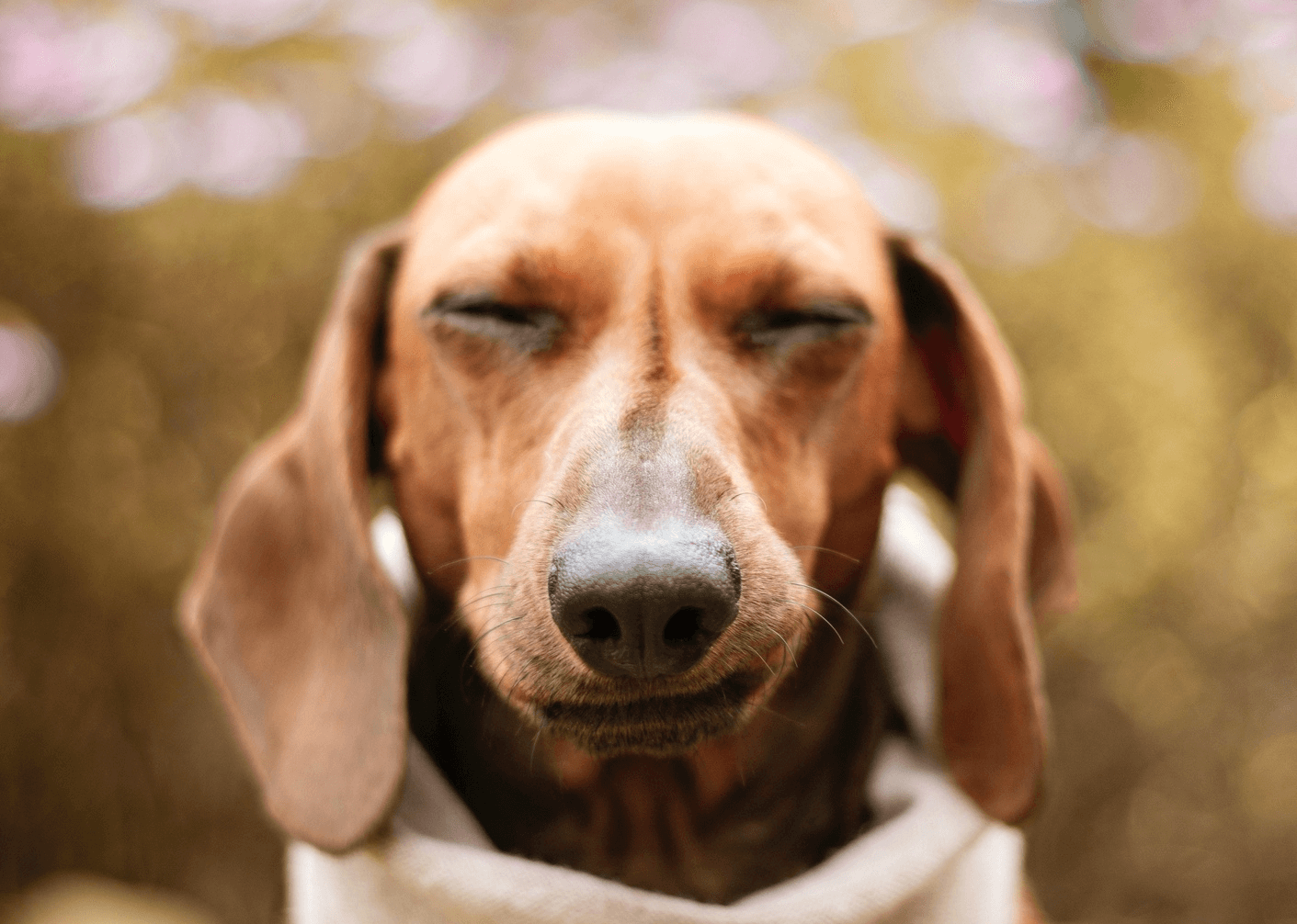 perro alergia