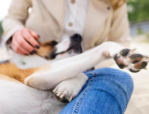 ¿Cuál es la media de gastos por accidente en perros?