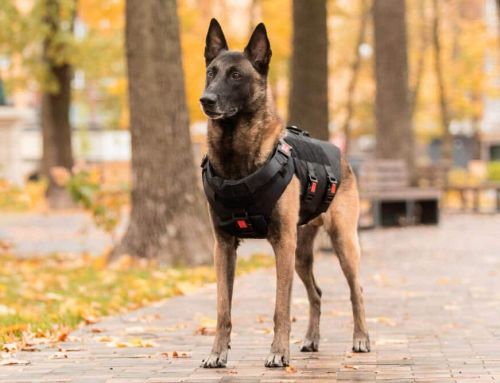 ¿Se pueden adoptar perros policía o guías?