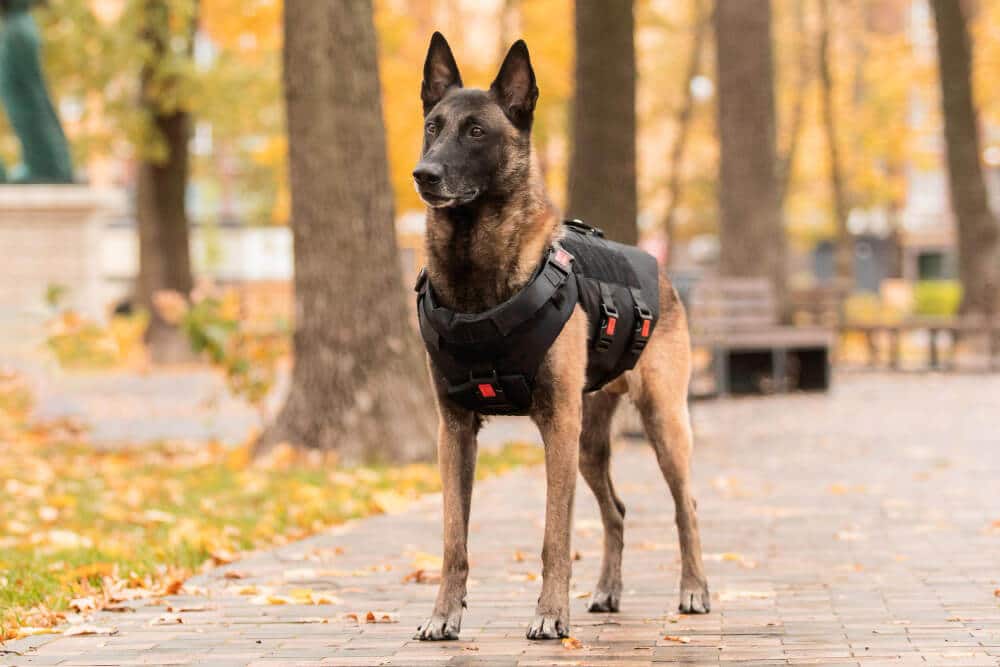 adoptar perro policia o guia