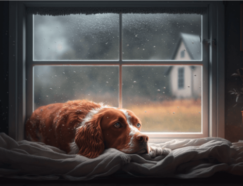 Si mi perro tiene miedo a las tormentas, ¿se lo puedo quitar?