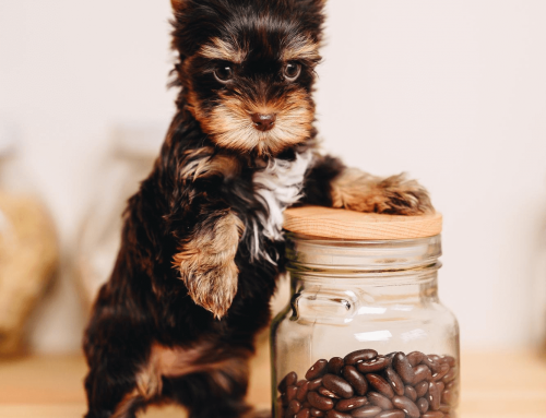 ¿Cómo puede ayudarme a ahorrar dinero un seguro para mi perro?
