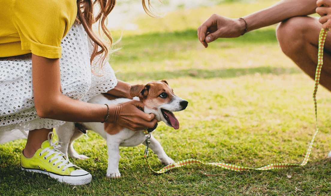 socialización perros