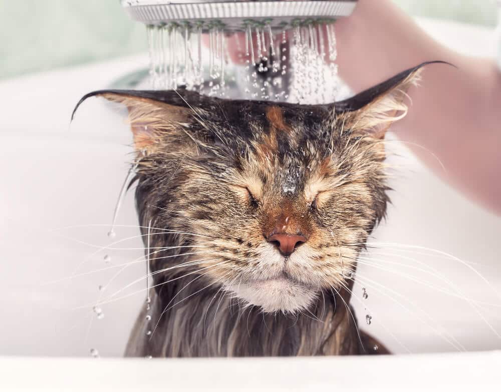 baño gato casa