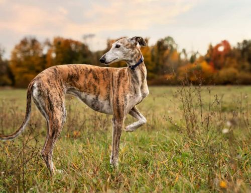El galgo: tipos, características, cuidados y curiosidades