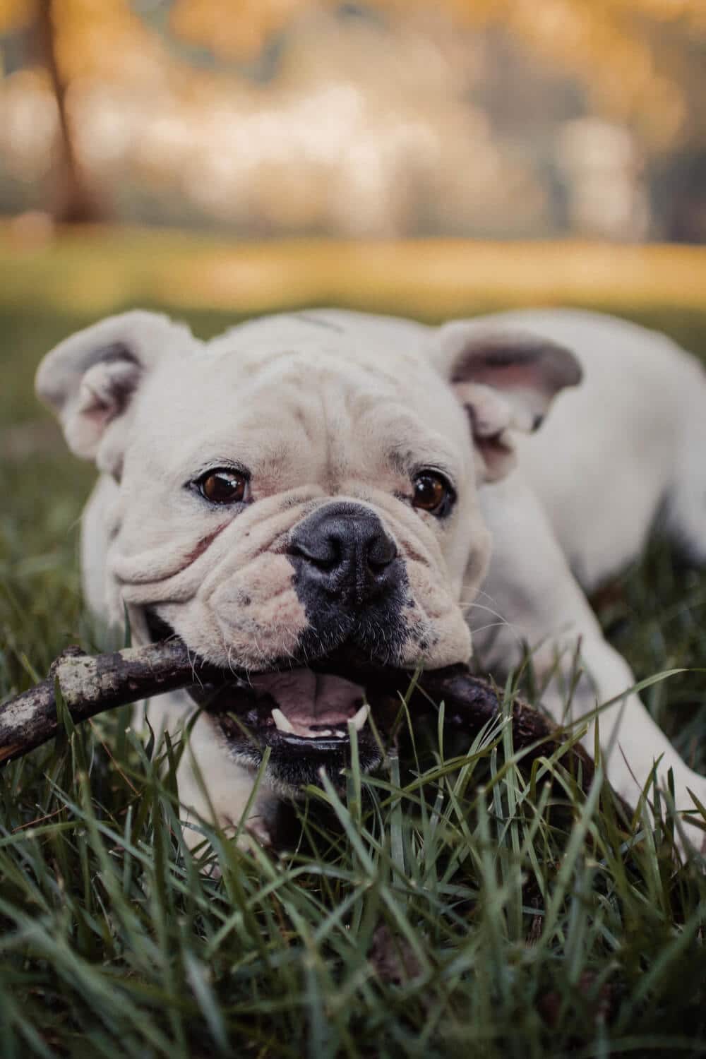 Bulldog Americano
