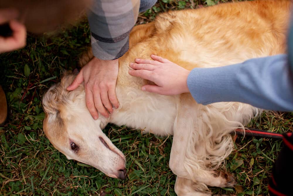 accidentes más comunes perros