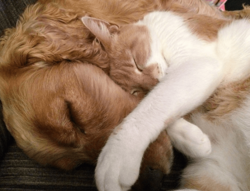 ¿Es buena la convivencia de gatos y perros en una vivienda?