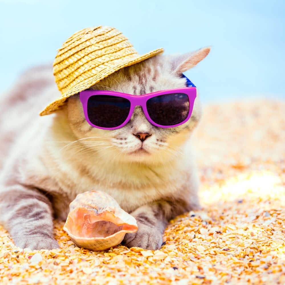 gato verano