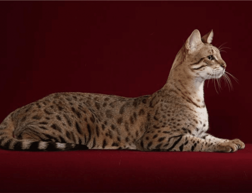 El gato ashera: precio, características y cuidados