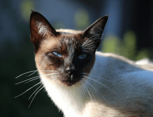 Todo sobre el gato balinés