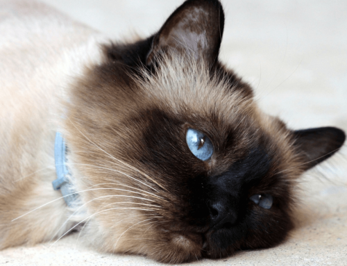 Todo sobre el gato birmano