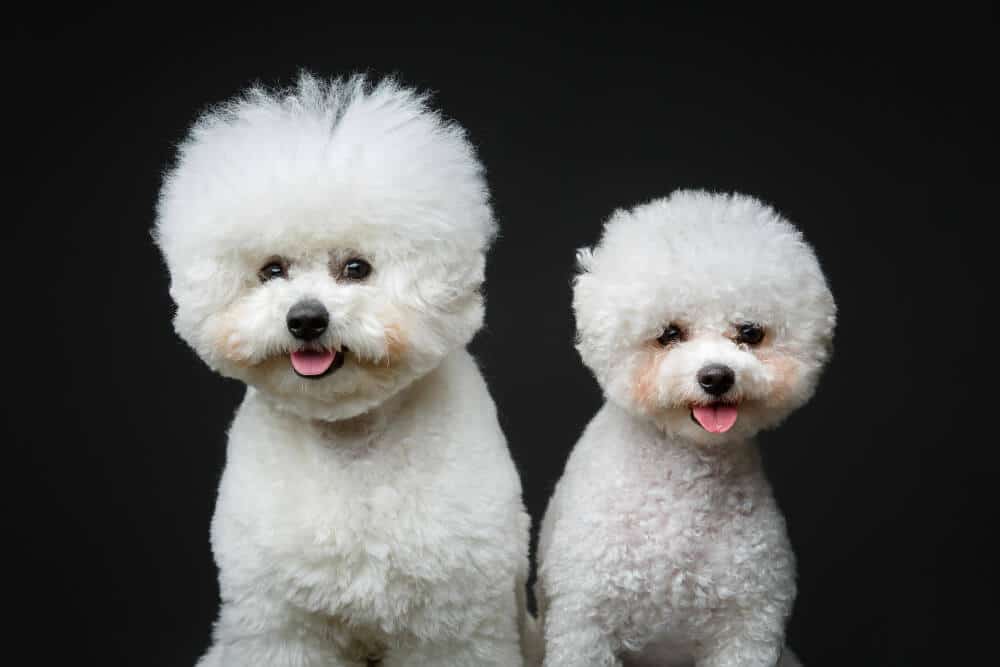 Bichón