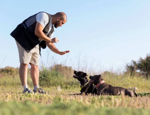 ¿Cómo enseño a mi perro a hacer sus necesidades fuera?