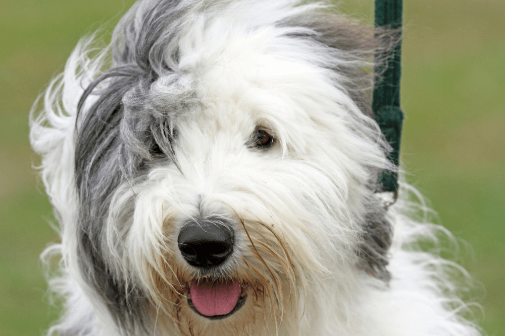 El Perro Antiguo De Pastor Inglés o Bobtail - Razas de Perros