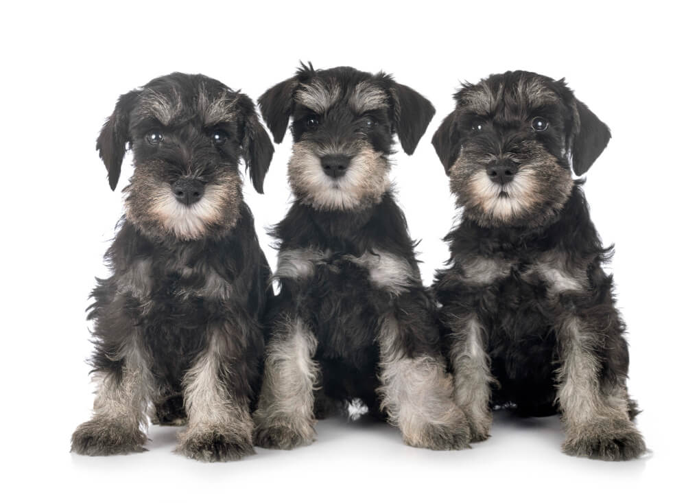 Schnauzer