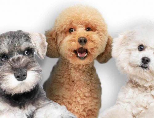 Razas de Perros ideales para personas alérgicas
