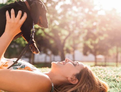 Seguro obligatorio para perros: lo que debes saber antes de la Ley