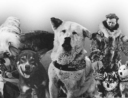 Perros heroicos: historias reales de perros que salvaron vidas