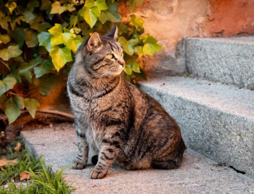 Todo sobre el gato Sokoke