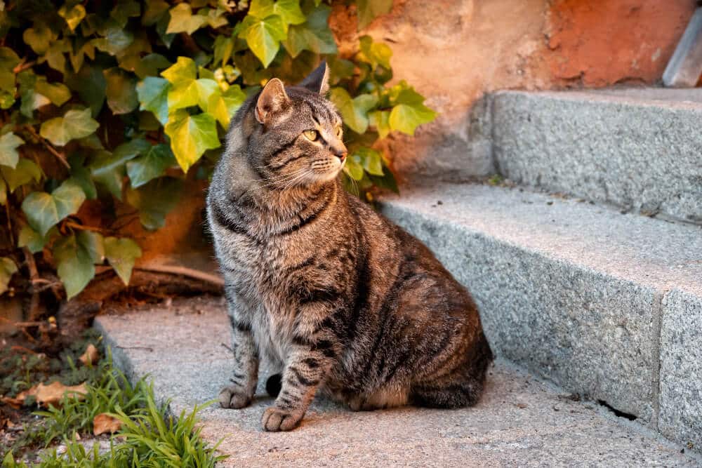 gato Sosoke