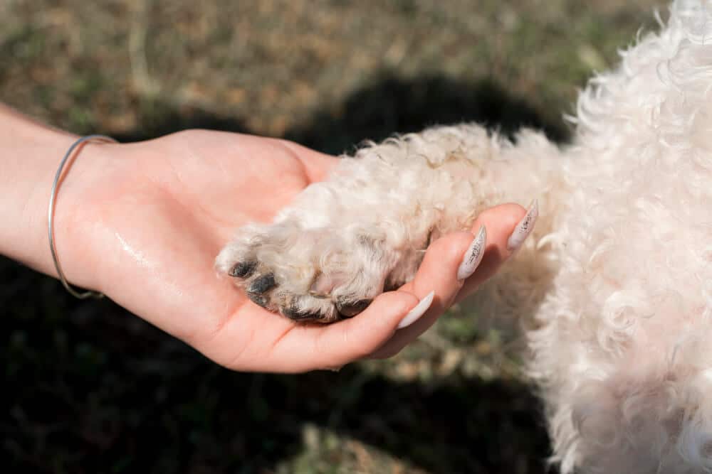 Preparar tu hogar para la llegada de una mascota