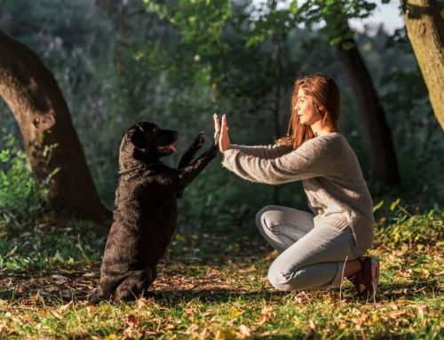 Ley de Bienestar Animal: curso para dueños y seguro para perros