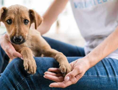 ¿Cómo funciona el reembolso en un seguro para perros o gatos?