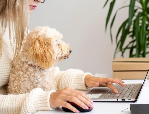 Cómo contratar online un Seguro para perros