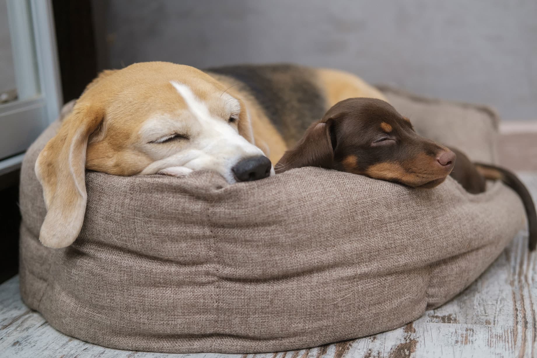 La importancia del sueño para mi perro