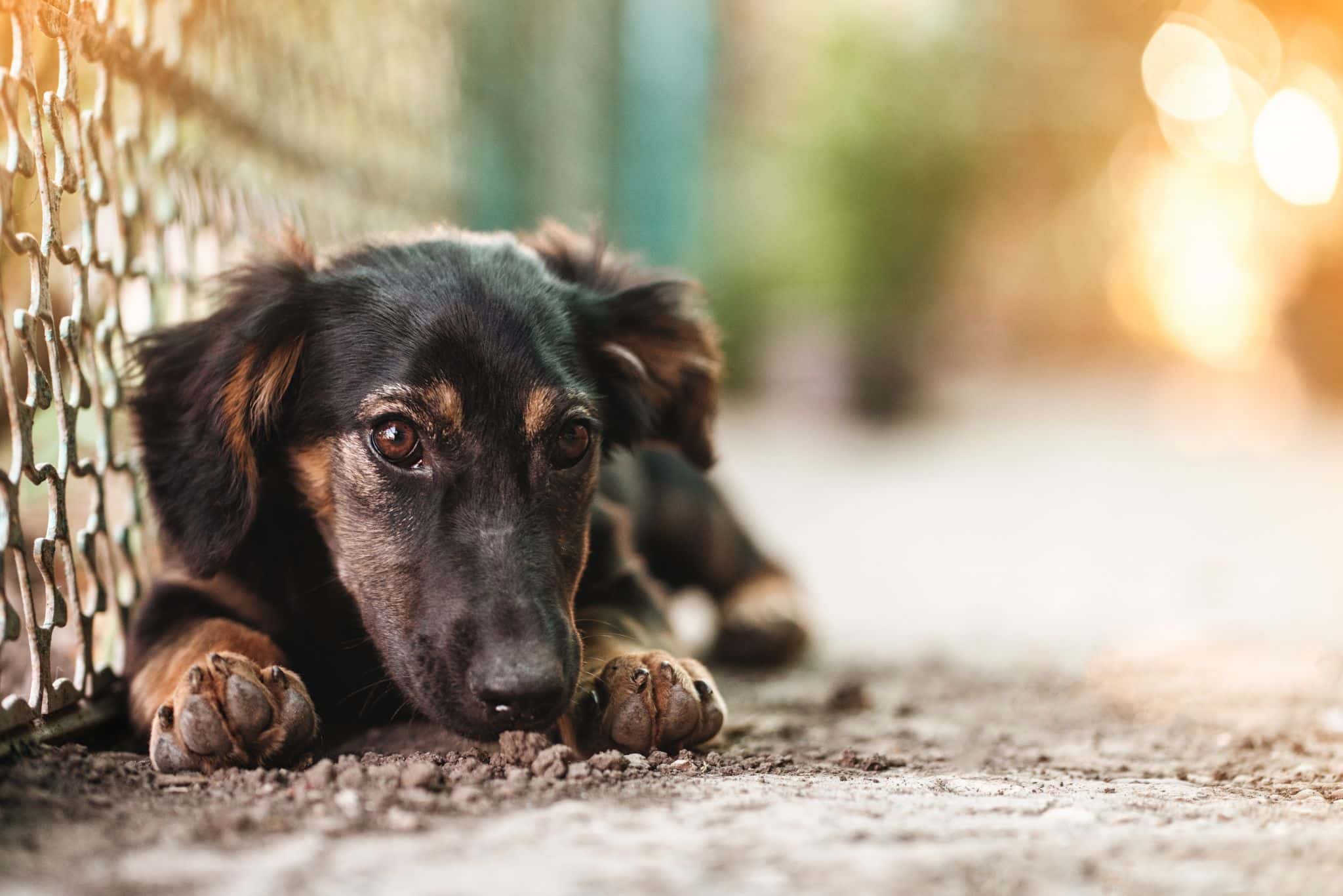 perro abandonado