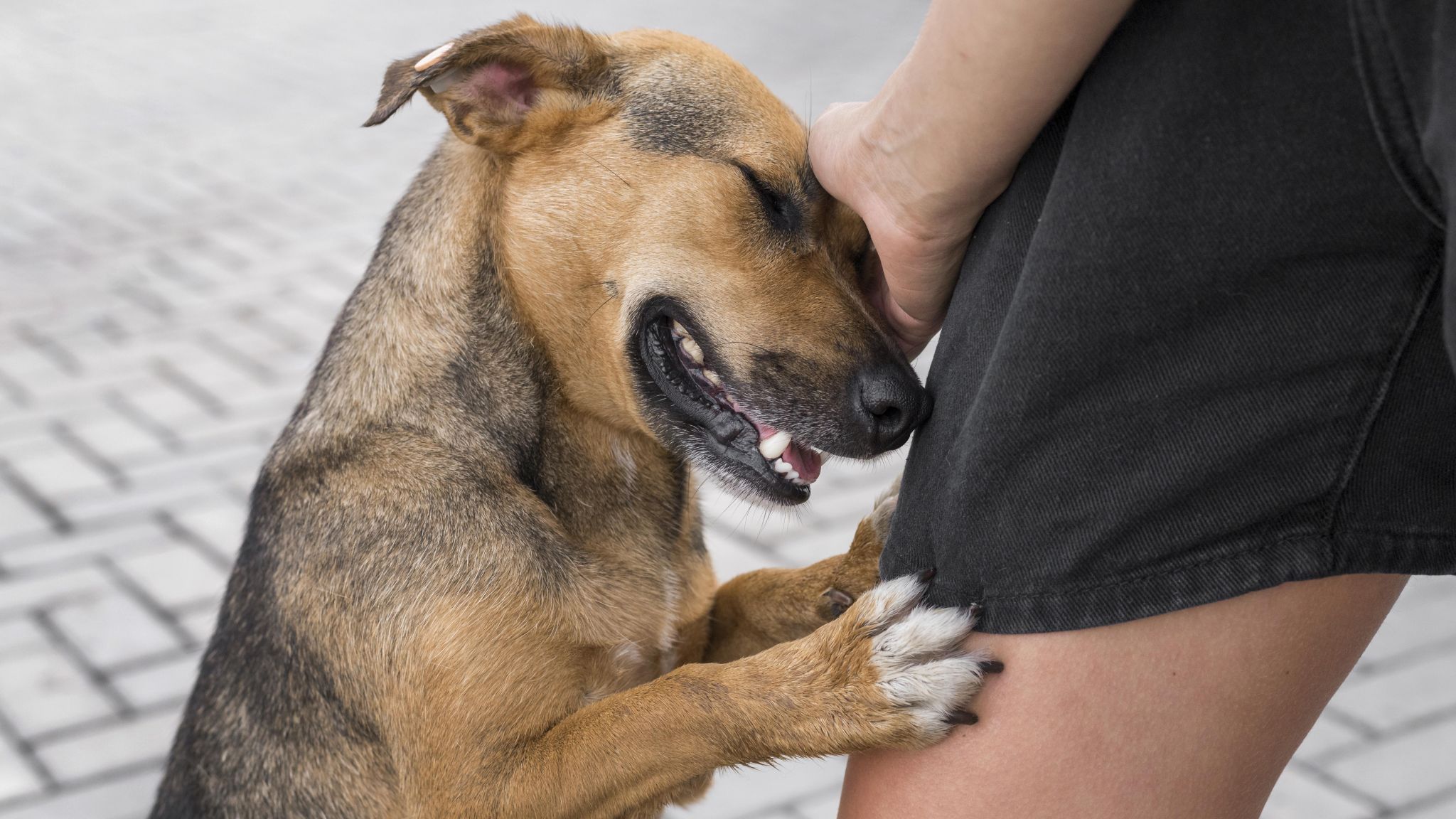 La enfermedad de Lyme en perros