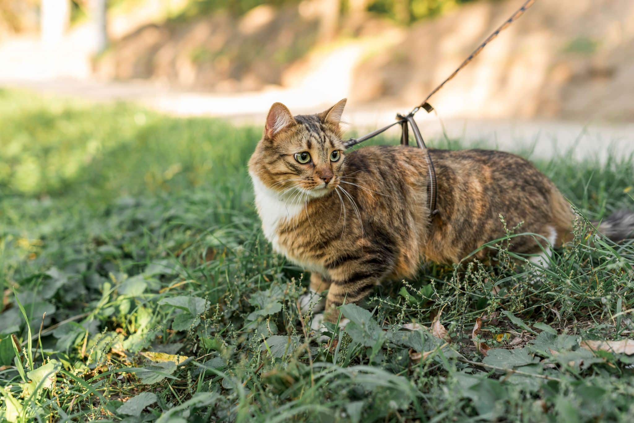 se puede pasear a un gato por la calle