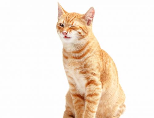 Seguro para gatos: ventajas y características