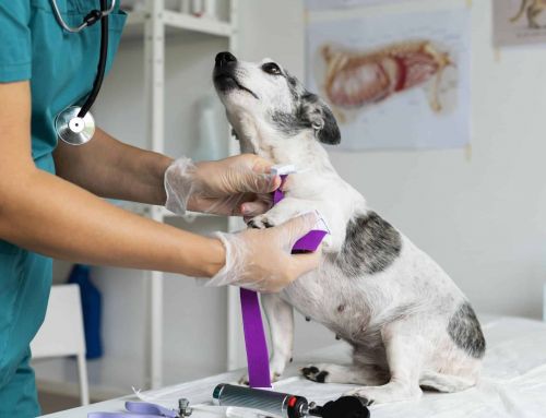 Diabetes en perros: causas, síntomas y qué hacer