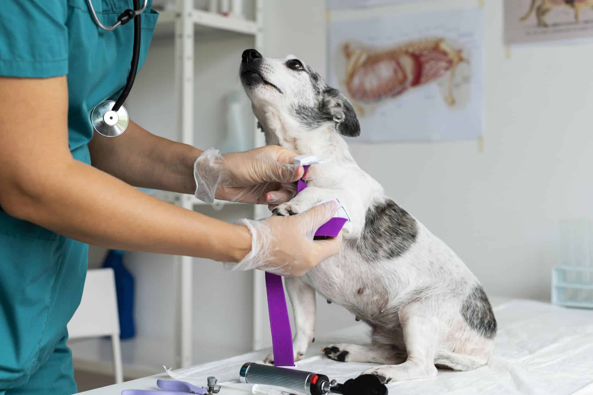 La diabetes en perros