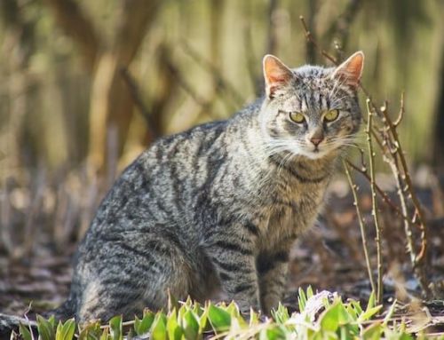 El gato Sokoke: historia, características y cuidados
