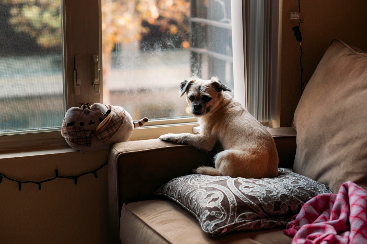 ¿Es legal dejar a mi perro solo en casa?