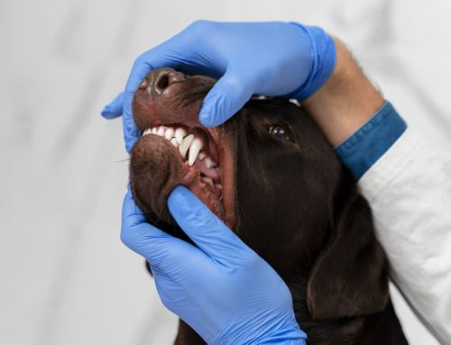¿Cuándo cambian los dientes los perros?