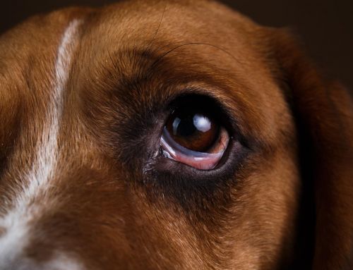 6 pasos para limpiar los ojos de tu perro y evitar infecciones