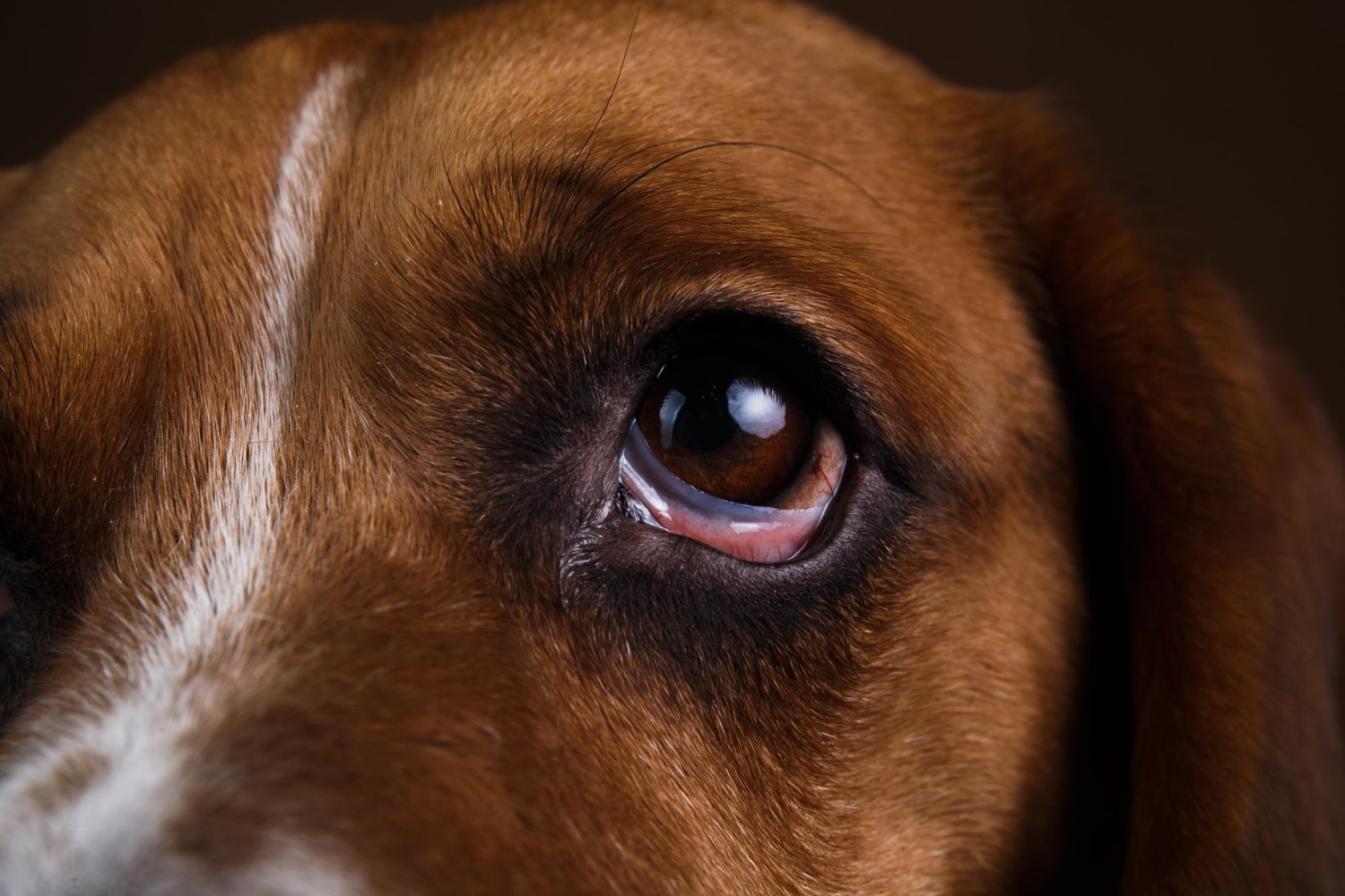 Como limpiar los ojos a tu perro