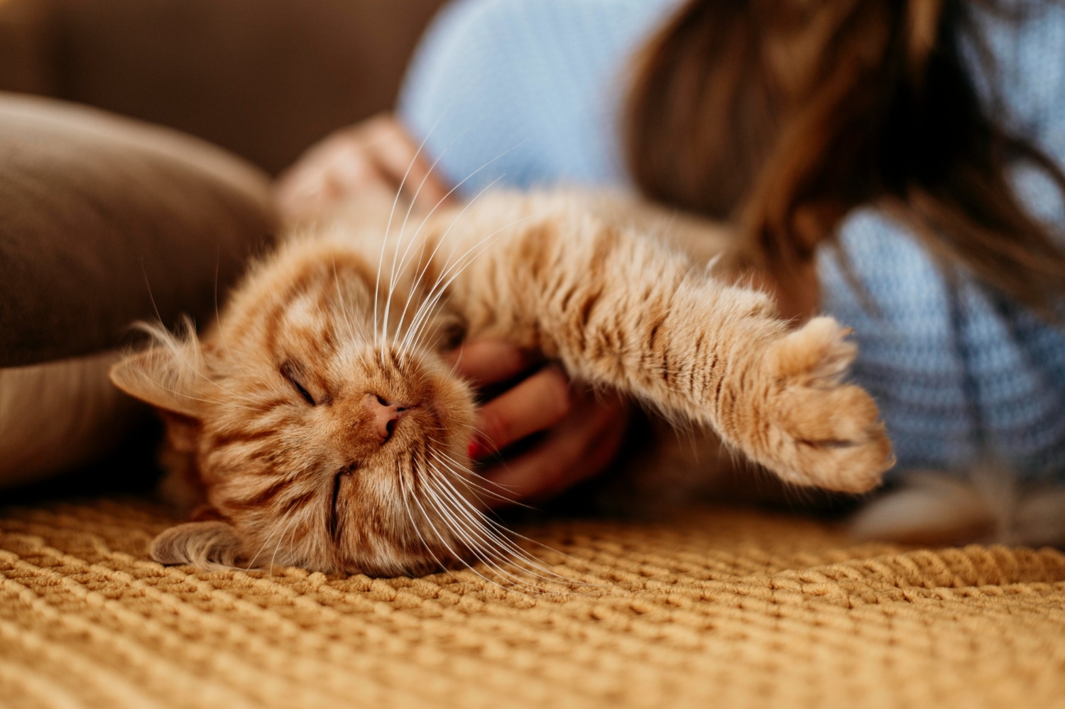 Por qué arañan los gatos