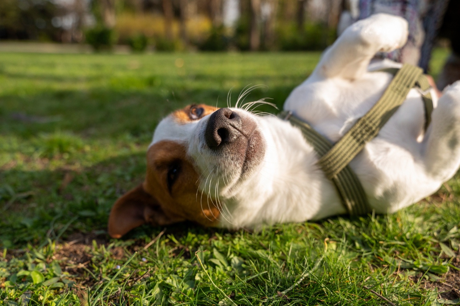 Qué multa tiene mi perro si no lleva microchip