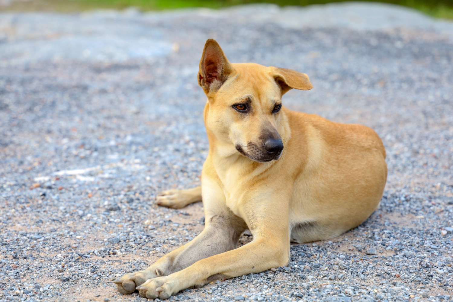qué hacer cuando te encuentras un perro perdido