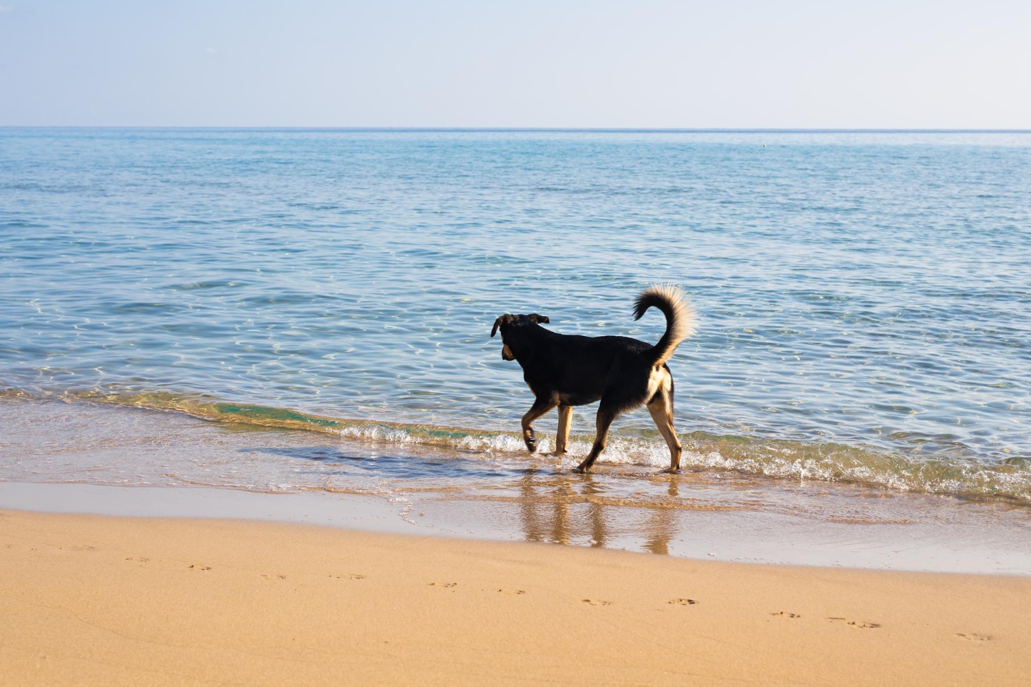 perro en la playa