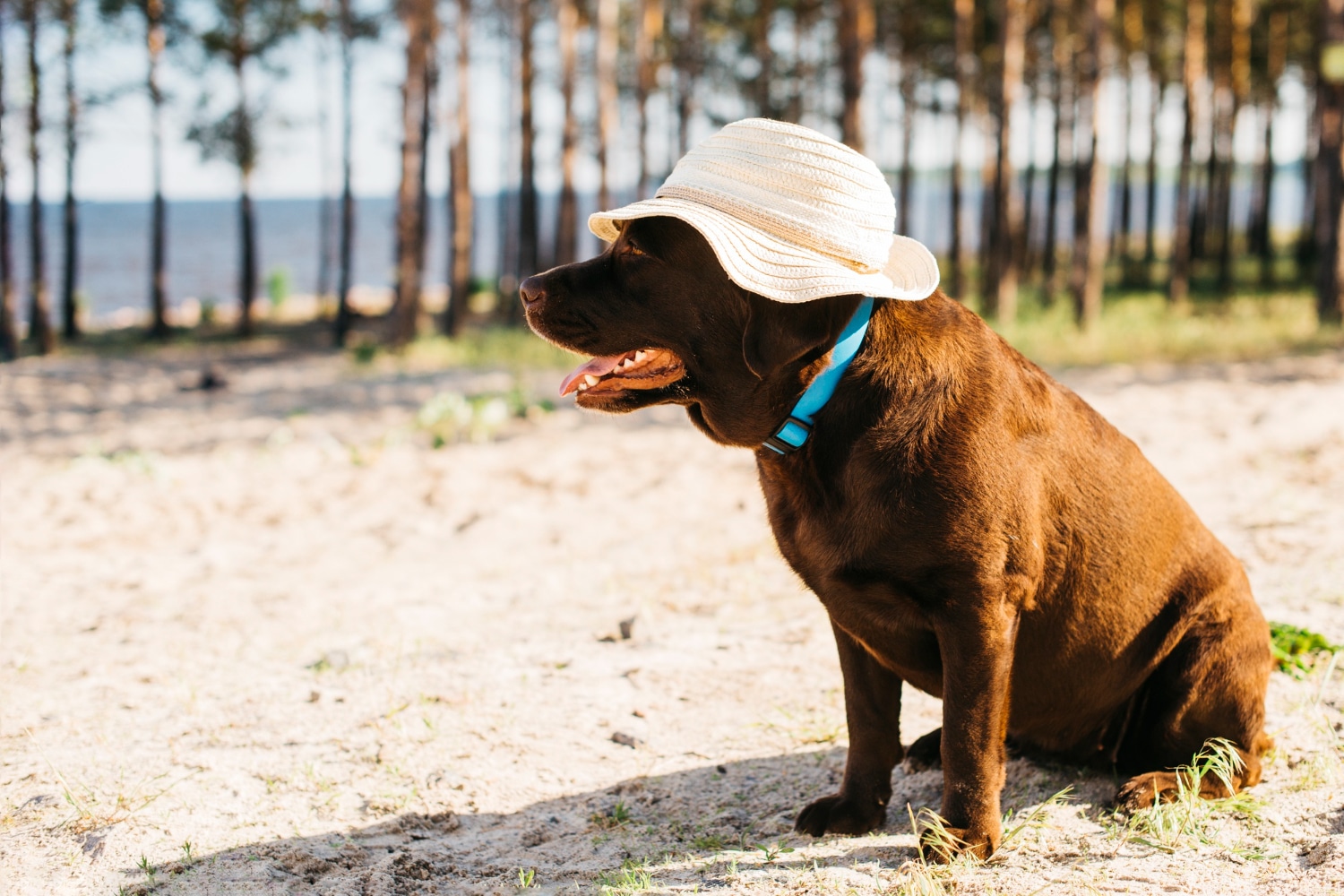 peligros del verano para los perros