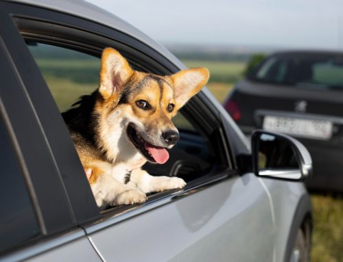 Mi perro se marea en el coche, ¿qué puedo hacer?
